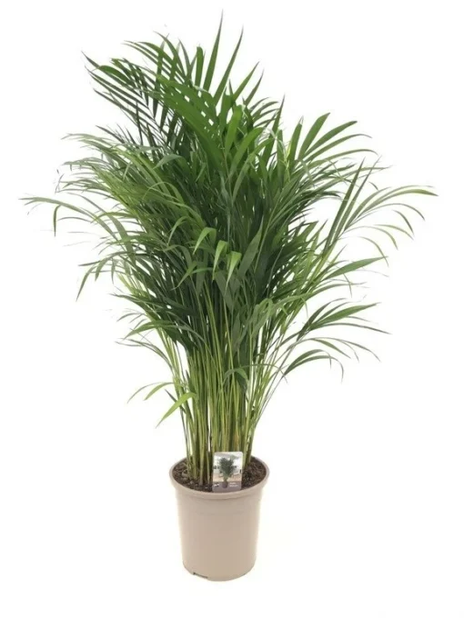 Goudpalm (Dypsis Lutescens), In 24cm-pot 120cm Hoog -Groen Tuin Pro Verkoopwinkel goudpalm dypsis lutescens 120cm hoog 1610479205 l