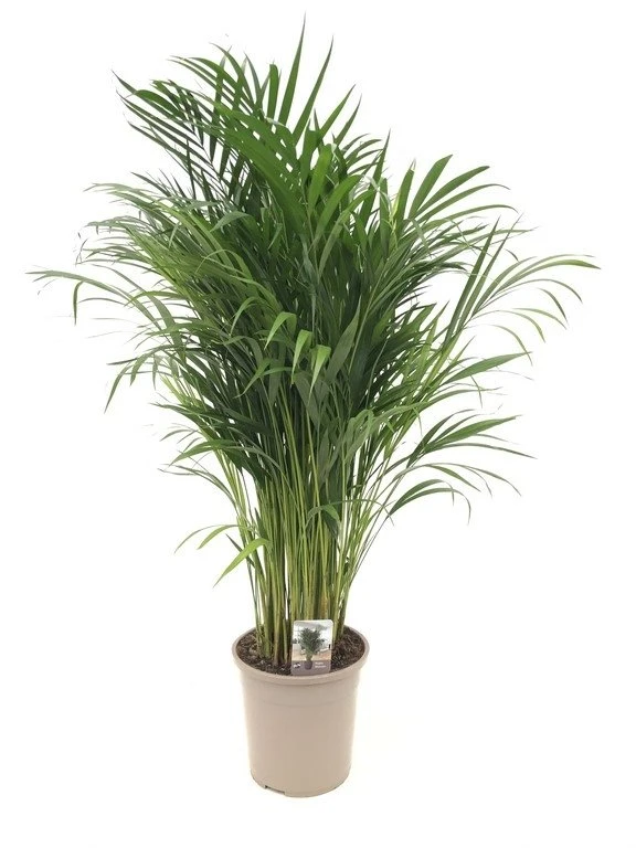 Goudpalm (Dypsis Lutescens), In 24cm-pot 120cm Hoog 3 Goudpalm (Dypsis Lutescens), In 24cm-pot 120cm Hoog
