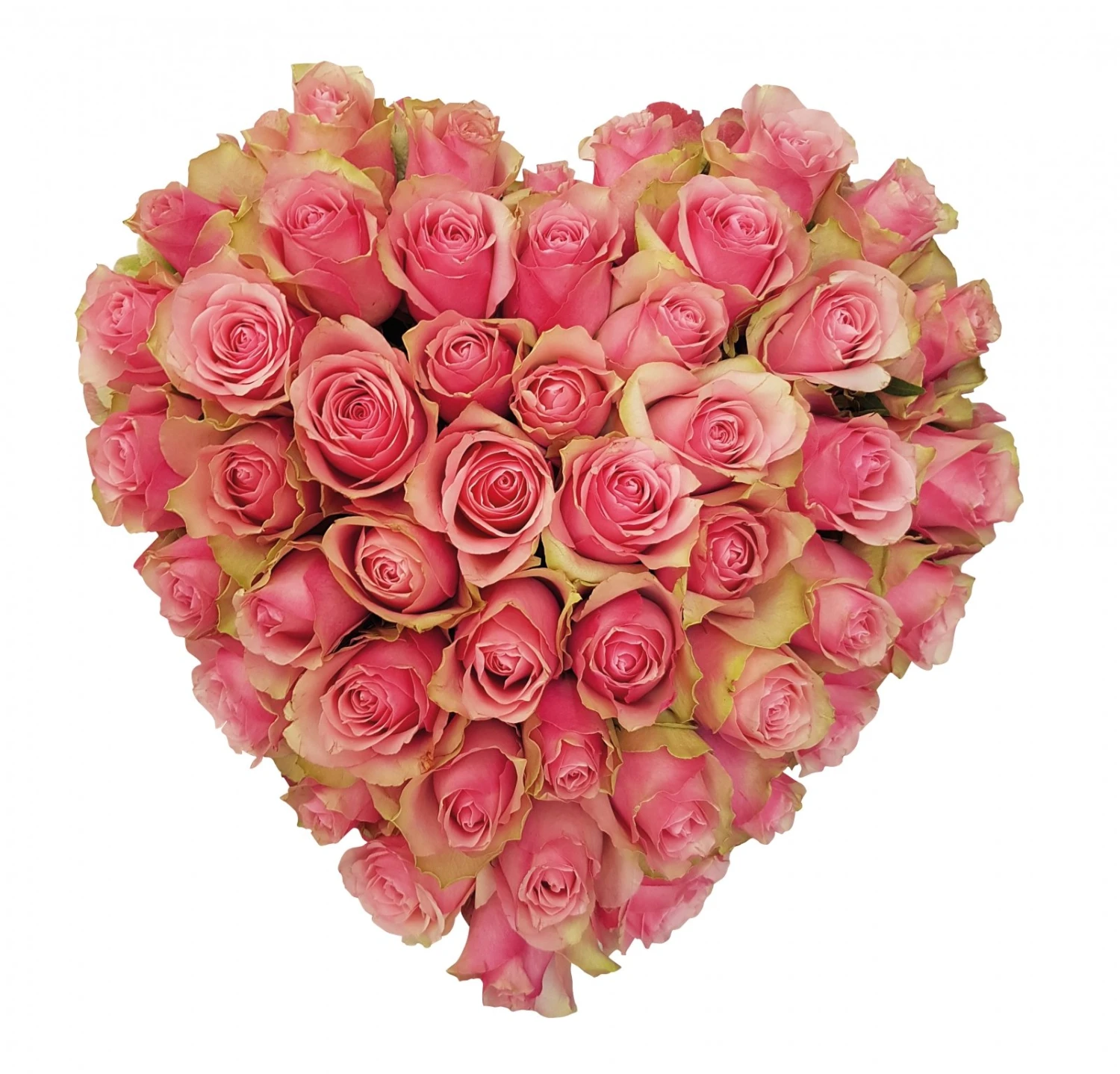 Hartstocht, 28cm 3 Hartstocht, 28cm