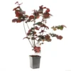 Hazelnotenboom (Corylus Avellana Roter Zeller), In Pot -Groen Tuin Pro Verkoopwinkel hazelnoot corylus avellana roter zeller 1500x1500 623c768808f98 l