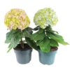 Hortensia Avantgarde, In 23cm-pot -Groen Tuin Pro Verkoopwinkel hortensia avantgarde in 23cm pot 1000x1000 641d698b8e43f l