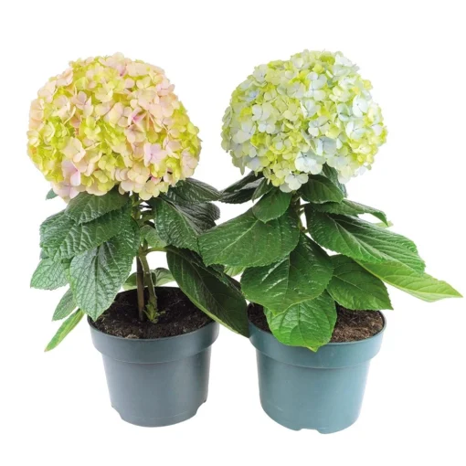 Hortensia Avantgarde, In 23cm-pot -Groen Tuin Pro Verkoopwinkel hortensia avantgarde in 23cm pot 1000x1000 641d698b8e43f l
