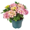 Hortensia Double Dutch, In 23cm-pot -Groen Tuin Pro Verkoopwinkel hortensia double dutch in 23cm pot 1000x1000 641d68c0ec818 l