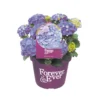 Hortensia Forever&Ever, In 23cm-pot -Groen Tuin Pro Verkoopwinkel hortensia forever ever in 23cm pot 1000x1000 6427f57c35193 l