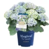 Hortensia Magical, In 23cm-pot -Groen Tuin Pro Verkoopwinkel hortensia magical in 23cm pot 1000x1000 641d69dbe002f l