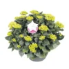 Hortensia XXL, In 29cm-schaal -Groen Tuin Pro Verkoopwinkel hortensia xxl in 29cm schaal 1000x1000 6427f57ac84b6 l