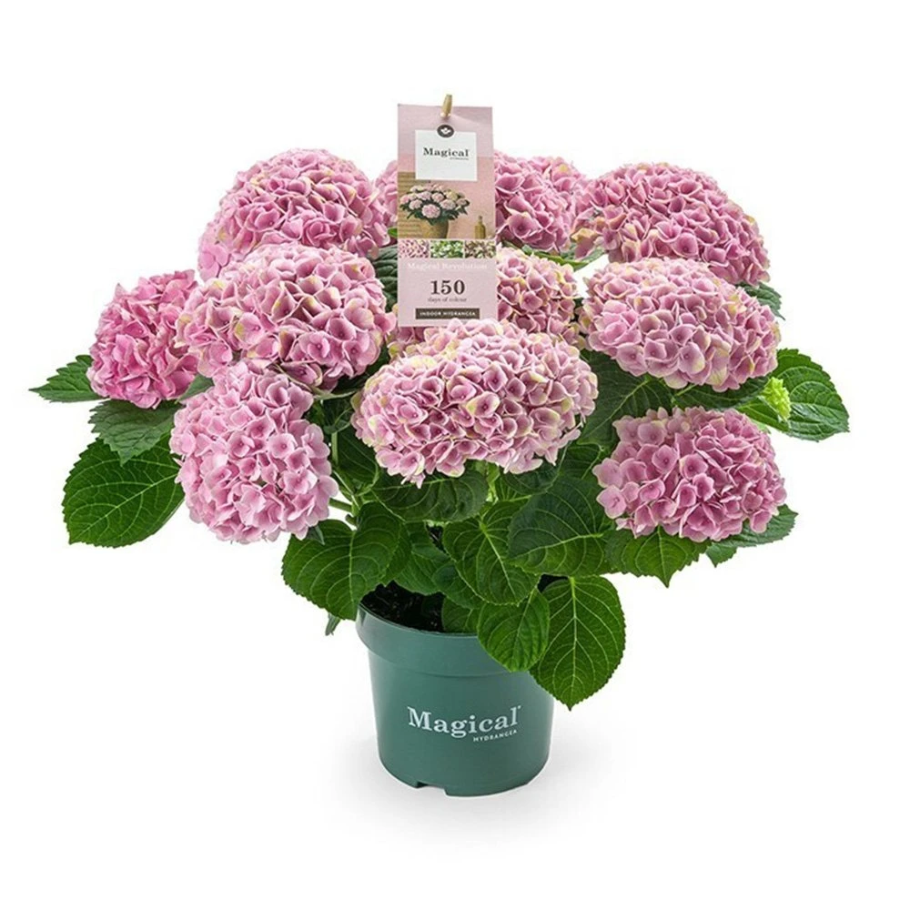 Hydrangea Magical 'voor Binnen' 3 Hydrangea Magical 'voor Binnen'