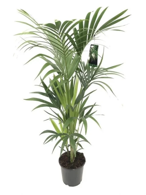 Kentiapalm, In 24cm-pot 120cm Hoog -Groen Tuin Pro Verkoopwinkel kentiapalm 120cm hoog in 24cm pot 1611650031 l