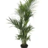 Kentiapalm, In 27cm-pot 170cm Hoog -Groen Tuin Pro Verkoopwinkel kentiapalm 170cm hoog in 27cm pot 1616062792 l