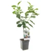 Kersenboom (Prunus Avium Hedelfinger Patio), In Pot -Groen Tuin Pro Verkoopwinkel kers prunus avium hedelfinger patio 1418x1418 623c76f1915c5 l