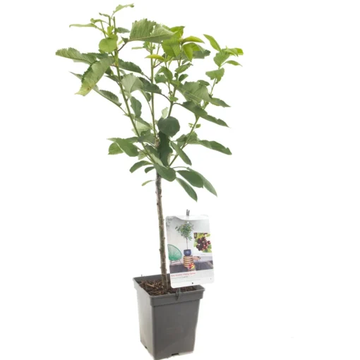 Kersenboom (Prunus Avium Lapins Patio), In Pot -Groen Tuin Pro Verkoopwinkel kers prunus avium lapins patio 1500x1500 623c76f3125a7 l