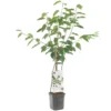 Kersenboom Wonder Tree Lapins 1 Kersenboom Wonder Tree Lapins -Groen Tuin Pro Verkoopwinkel kersenboom wonder tree lapins 1500x1500 624ecce6343ee l