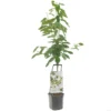 Kersenboom Wonder Tree Regina -Groen Tuin Pro Verkoopwinkel kersenboom wonder tree regina 1500x1500 624eccfe76720 l