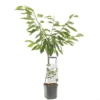 Kersenboom Wonder Tree Sunburst -Groen Tuin Pro Verkoopwinkel kersenboom wonder tree sunburst 1500x1500 624eceb9e9e58 l