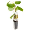 Kiwistruik (Actinidia Ch. Jenny), In Pot -Groen Tuin Pro Verkoopwinkel kiwi actinidia ch jenny 1242x1242 623c76d7e0b6a l