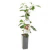 Kiwibes (Actinidia Arguta Ken's Red), In Pot -Groen Tuin Pro Verkoopwinkel kiwibes actinidia arguta ken s red 1500x1501 623c76d6ddb50 l