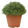 Lavendel, In 30cm-pot -Groen Tuin Pro Verkoopwinkel lanvendel in 30cm pot 800x800 62273561adc92 l