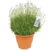 Lavendel -Groen Tuin Pro Verkoopwinkel lavendel 1000x1000 649ea042de58b l