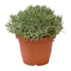Lavendel, In 25cm-pot -Groen Tuin Pro Verkoopwinkel lavendel in 25cm pot 800x800 6227356176881 l
