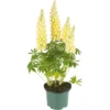 Lupine, In 23cm-pot -Groen Tuin Pro Verkoopwinkel lupine in 23cm pot 1000x1000 627b6e69acd34 l