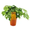 Monstera Minima, In 15cm-pot -Groen Tuin Pro Verkoopwinkel monstera minima in 15cm pot 1612533695 l