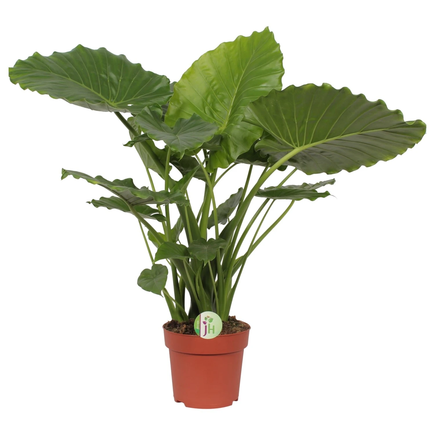 Olifantsoor (Alocasia 'California'), In 21cm Pot 85cm Hoog 2 Olifantsoor (Alocasia 'California'), In 21cm Pot 85cm Hoog