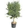 Olijfboom Groot, 30cm Stamomtrek 2 Olijfboom Groot, 30cm Stamomtrek -Groen Tuin Pro Verkoopwinkel olijfboom groot 30cm stamomtrek 1000x1000 62568eda34493 l