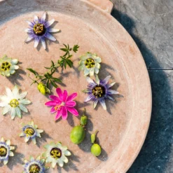 Passiflora, In 19cm-pot -Groen Tuin Pro Verkoopwinkel passiflora in 19cm pot 3366x3307 6479ef5944eb7 l