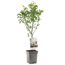 Perenboom (Pyrus Comm. Bonne Louise Patio), In Pot