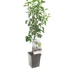 Perenboom (Pyrus Comm. Doyenné Du Comice Patio), In Pot -Groen Tuin Pro Verkoopwinkel peer pyrus comm doyenne du comice patio 1500x1500 623c76ea3548b l