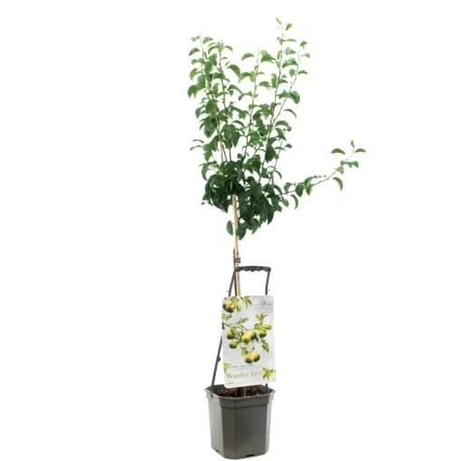 Perenboom Wonder Tree Doyenné Du Comice -Groen Tuin Pro Verkoopwinkel perenboom wonder tree doyenne du comice 1500x1500 624ecc33ed183 l