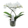 Phalaenopsis Balletto Wing 2 Tak, Minimaal 16 Bloemen 1 Phalaenopsis Balletto Wing 2 Tak, Minimaal 16 Bloemen -Groen Tuin Pro Verkoopwinkel phalaenopsis balletto wing 2 tak minimaal 16 bloemen 1615997131 l