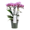 Phalaenopsis Boquetto Delight 3 Tak, Minimaal 30 Bloem 1 Phalaenopsis Boquetto Delight 3 Tak, Minimaal 30 Bloem -Groen Tuin Pro Verkoopwinkel phalaenopsis boquetto delight 3 tak minimaal 30 bloem 1615997569 l