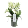 Phalaenopsis Boquetto Sensation 3 Tak, Minimaal 30 Bloem -Groen Tuin Pro Verkoopwinkel phalaenopsis boquetto sensation 3 tak minimaal 30 bloem 1616056692 l