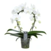 Phalaenopsis Mirror Miracle Aurora 2 Tak, Minimaal 15 Bloemen -Groen Tuin Pro Verkoopwinkel phalaenopsis mirror miracle aurora 2 tak minimaal 15 bloemen 1615997261 l