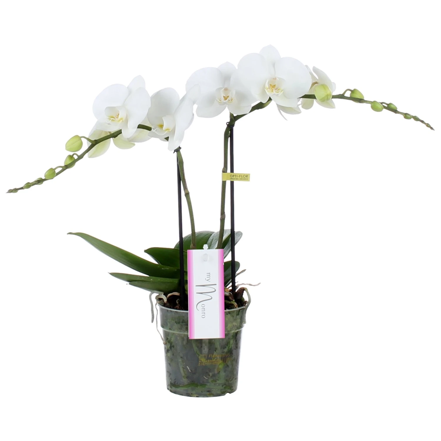 Phalaenopsis MyMonro Blondy 2 Tak, Minimaal 30 Bloemen 3 Phalaenopsis MyMonro Blondy 2 Tak, Minimaal 30 Bloemen