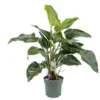 Philodendron Green Beauty, In 27cm-pot -Groen Tuin Pro Verkoopwinkel philodendron green beauty in 27cm pot 600x527 61fce46e75018 l