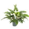 Philodendron Rambo, In 27cm-pot -Groen Tuin Pro Verkoopwinkel philodendron rambo in 27cm pot 600x468 61fce47114095 l