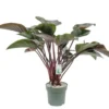 Philodendron Red Beauty, In 27cm-pot 2 Philodendron Red Beauty, In 27cm-pot -Groen Tuin Pro Verkoopwinkel philodendron red beauty in 27cm pot 600x495 61fce46e047d5 l