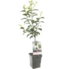 Pruimenboom (Prunus Dom. Hauszwetsche Patio), In Pot -Groen Tuin Pro Verkoopwinkel pruim prunus dom hauszwetsche patio 1500x1500 623c76efb2052 l