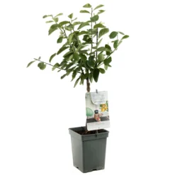 Pruimenboom (Prunus Dom. Mirab. De Nancy Patio), In Pot