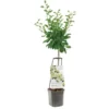 Pruimenboom Wonder Tree Opal -Groen Tuin Pro Verkoopwinkel pruimenboom wonder tree opal 1416x1416 624eccba0296f l