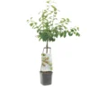 Pruimenboom Wonder Tree Victoria -Groen Tuin Pro Verkoopwinkel pruimenboom wonder tree victoria 1500x1500 624eccd041bff l