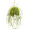 Rotskoraal (Rhipsalis Cassutha), In 21cm-hangpot -Groen Tuin Pro Verkoopwinkel rotskoraal rhipsalis cassutha in 21cm hangpot 1613729904 l