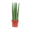 Sansevieria Straight, In 14cm-pot -Groen Tuin Pro Verkoopwinkel sansevieria straight in 14cm pot 1612533704 l