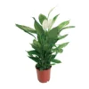 Spathiphyllum Sweet Sebastiano, In 24cm-pot -Groen Tuin Pro Verkoopwinkel spathiphyllum sweet sebastiano in 24cm pot 1000x1000 63bd7696177cf l