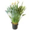 Strelitzia Reginae, In 40cm-pot 160cm Hoog 2 Strelitzia Reginae, In 40cm-pot 160cm Hoog -Groen Tuin Pro Verkoopwinkel strelitzia reginae 160cm in 40cm pot 1000x1000 625410aaf29bd l