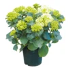 Tuinhortensia, In 23cm-pot 1 Tuinhortensia, In 23cm-pot -Groen Tuin Pro Verkoopwinkel tuinhortensia in 23cm pot 1000x1000 6297754c271ec l