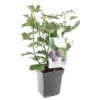 Vijgenboom (Ficus Carica Brown Turkey), In Pot -Groen Tuin Pro Verkoopwinkel vijg ficus carica brown turkey 1500x1500 623c76aa6c05a l