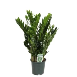 Zamioculcas, In 17cm-pot 60cm Hoog